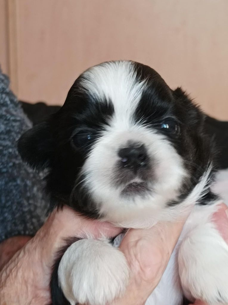 des Alpilles en Provence - Chiot disponible  - Shih Tzu