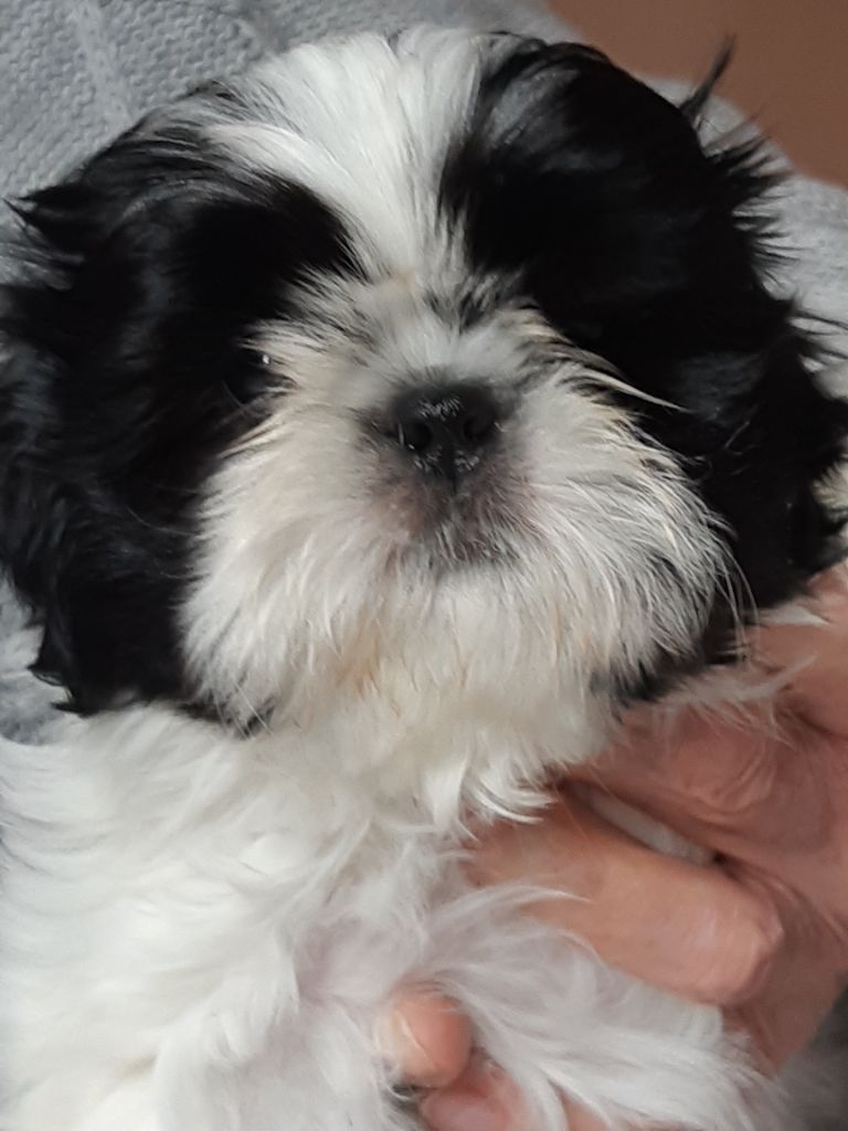 des Alpilles en Provence - Chiot disponible  - Shih Tzu