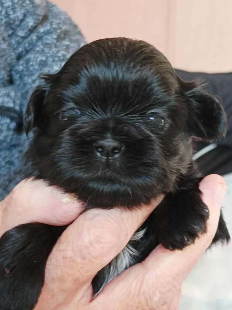 des Alpilles en Provence - Chiot disponible  - Shih Tzu