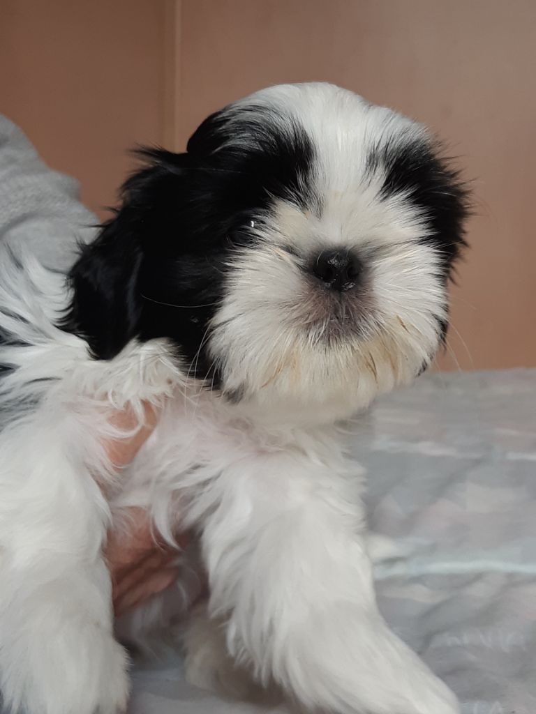 des Alpilles en Provence - Chiot disponible  - Shih Tzu