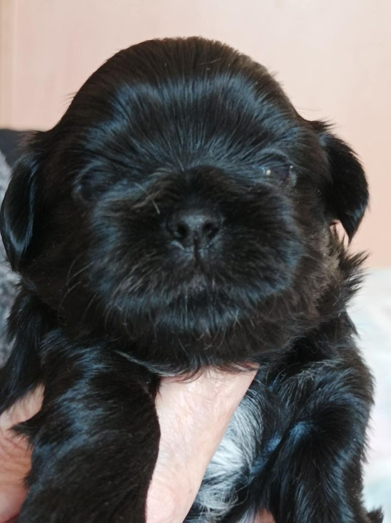 des Alpilles en Provence - Chiot disponible  - Shih Tzu