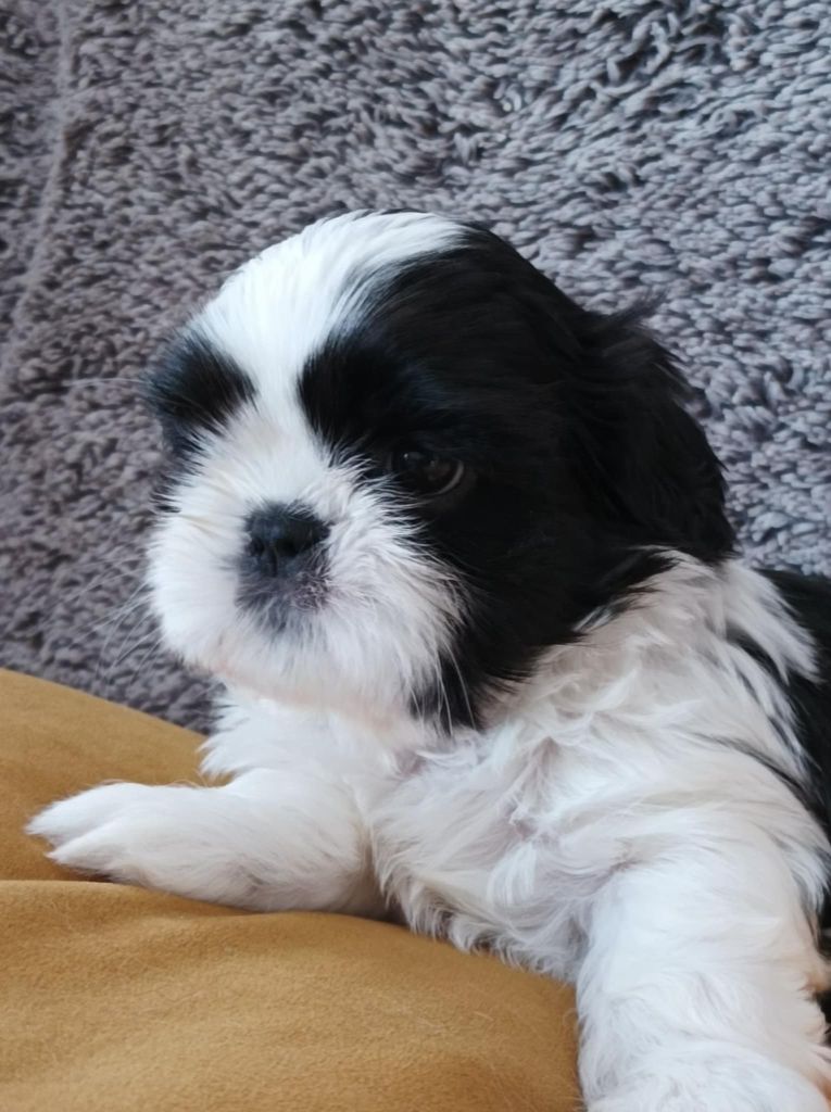 des Alpilles en Provence - Chiot disponible  - Shih Tzu