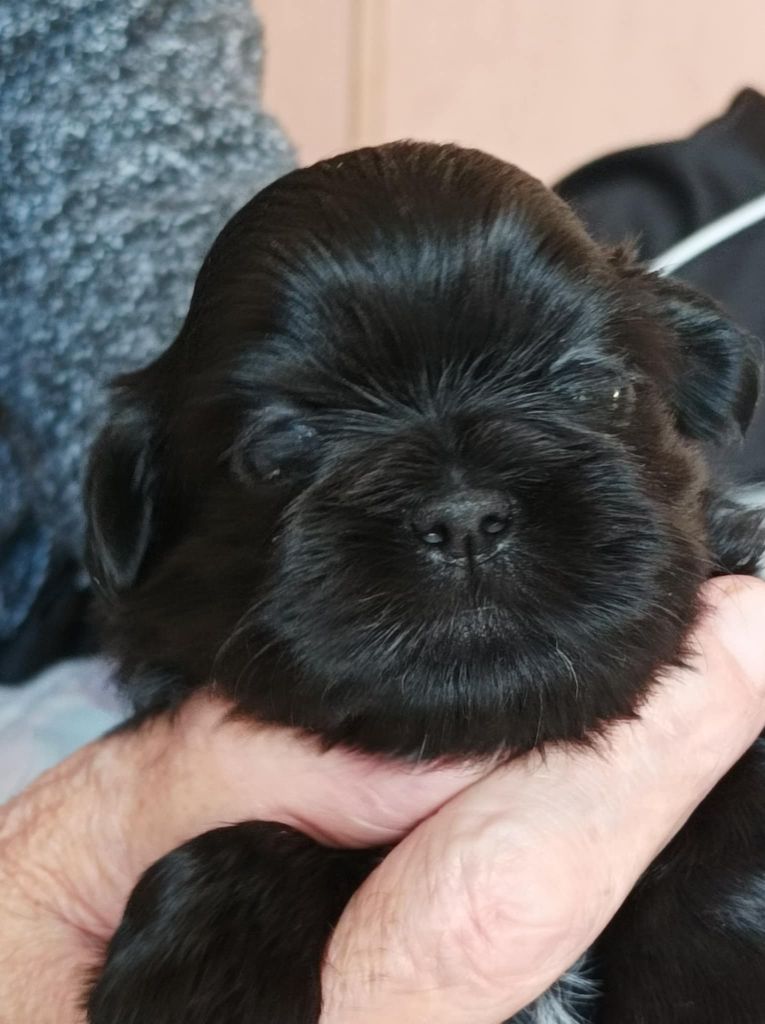 des Alpilles en Provence - Chiot disponible  - Shih Tzu