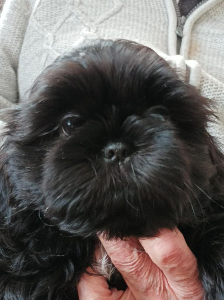 des Alpilles en Provence - Chiot disponible  - Shih Tzu