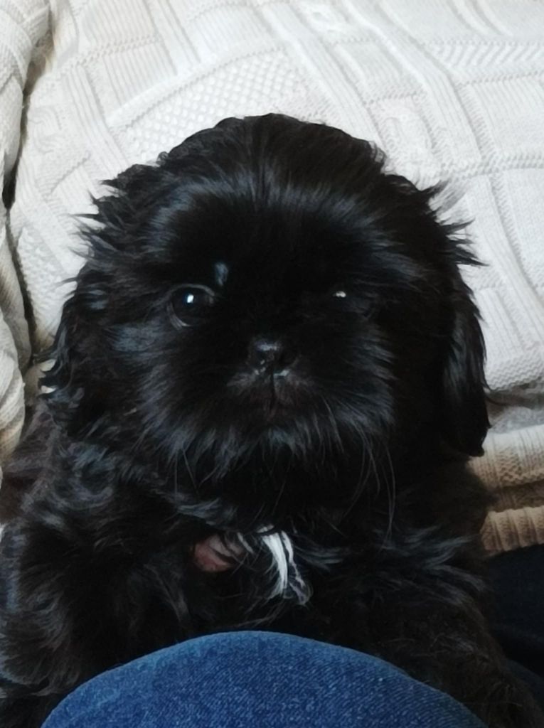 des Alpilles en Provence - Chiot disponible  - Shih Tzu