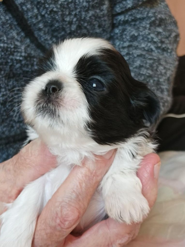 des Alpilles en Provence - Chiot disponible  - Shih Tzu