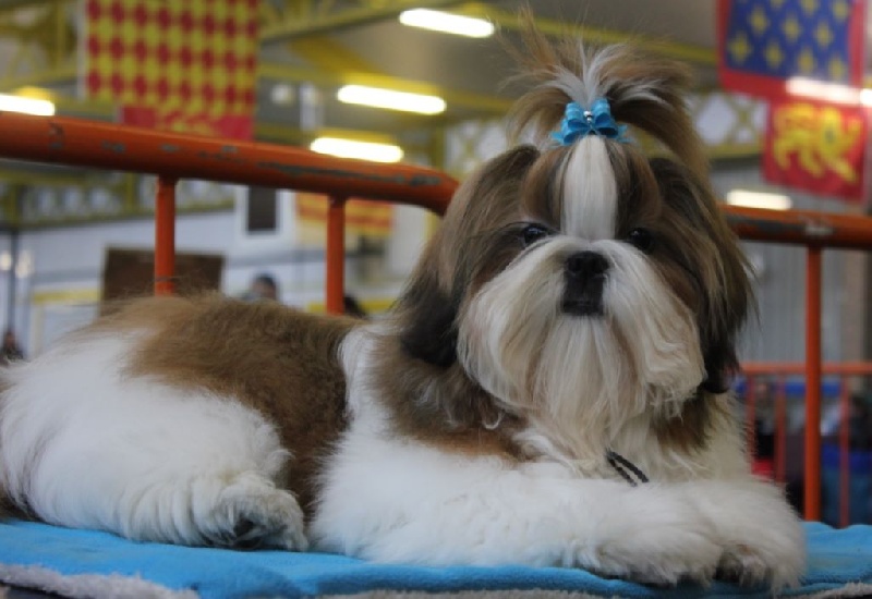 Molly (née macy) des Alpilles en Provence
