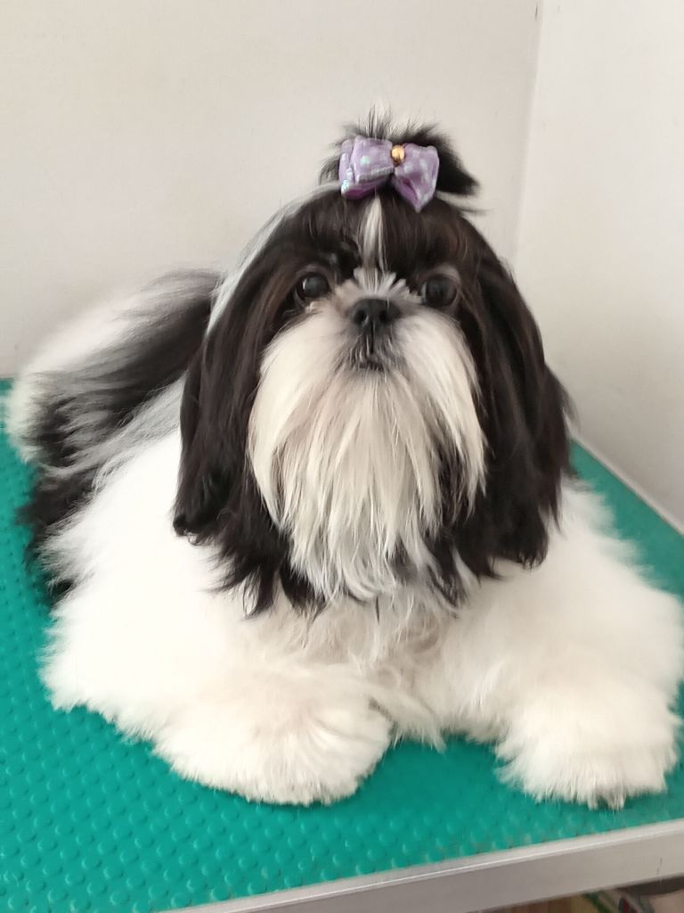 des Alpilles en Provence - Chiots disponibles - Shih Tzu