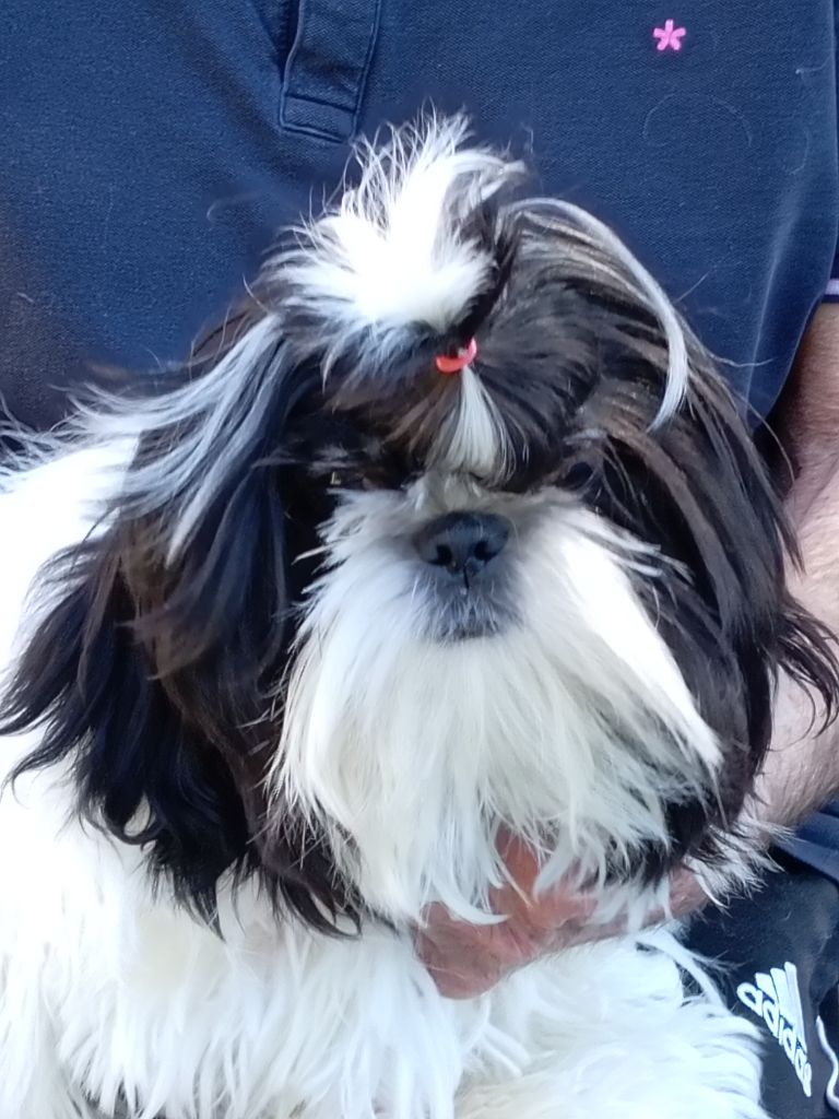 des Alpilles en Provence - Chiots disponibles - Shih Tzu