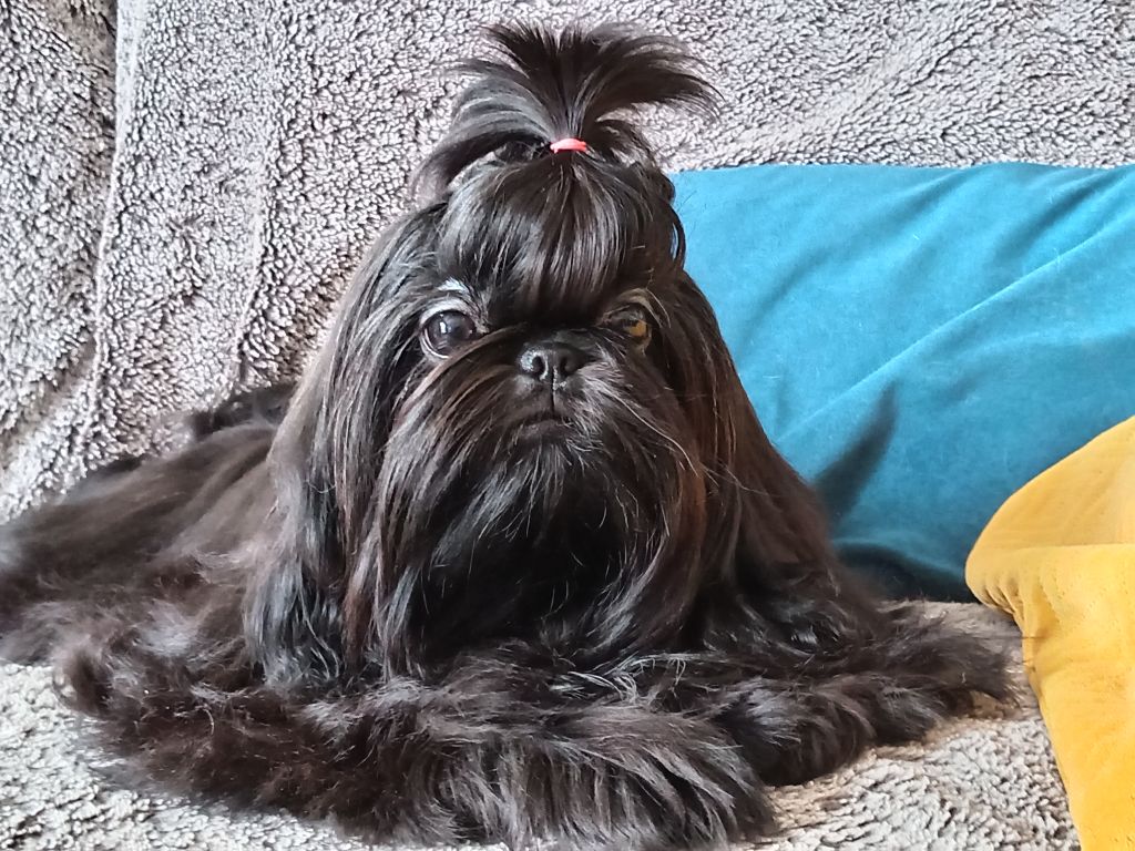 des Alpilles en Provence - Chiots disponibles - Shih Tzu