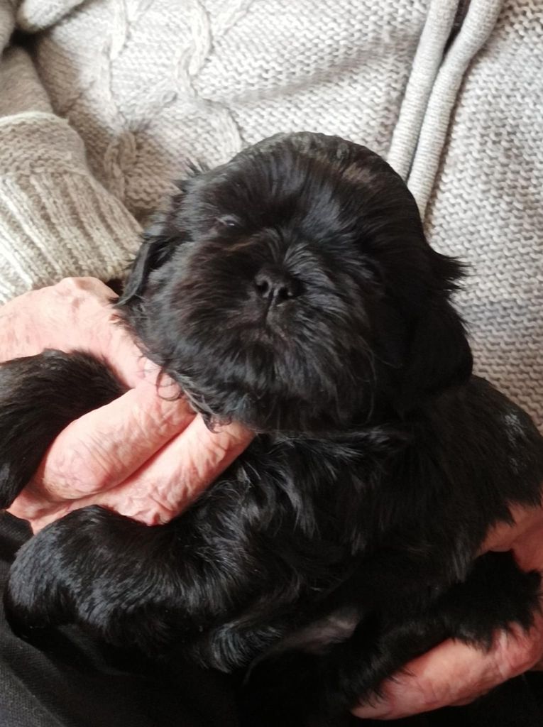 des Alpilles en Provence - Shih Tzu - Portée née le 11/11/2024
