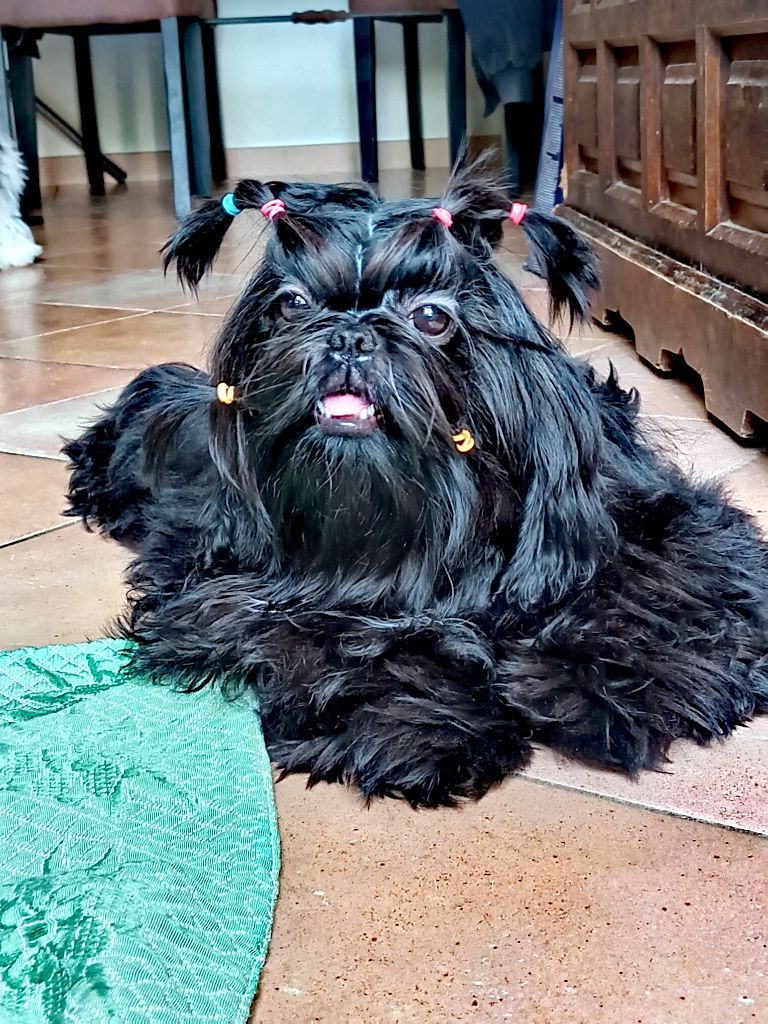 des Alpilles en Provence - Chiots disponibles - Shih Tzu